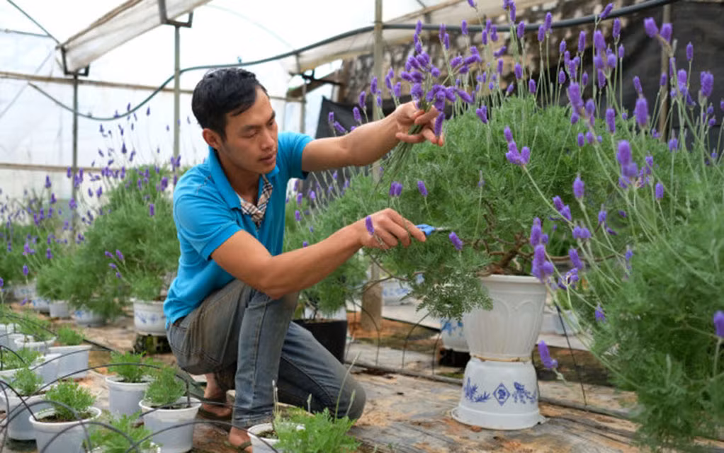 Nguyễn Thế Tài chăm sóc cho vườn hoa oải hương của mình. Ảnh: V.Minh.