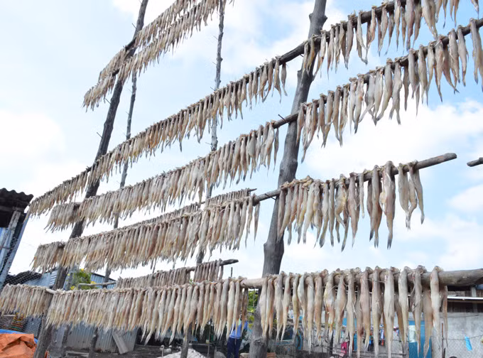 Ngoài bán cá tươi, ngư dân còn làm khô cá khoai. Ảnh: Chúc Ly.