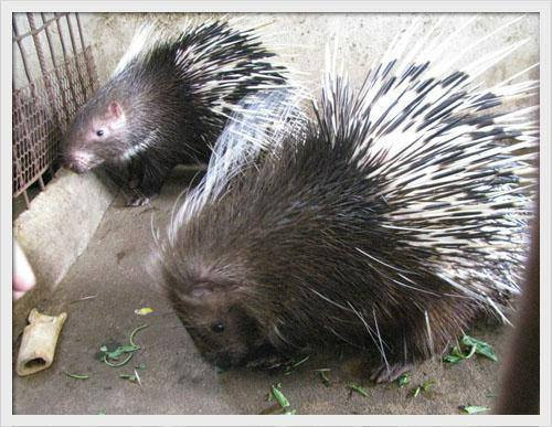 Nhím thịt nuôi trong trang trại đặc sản của gia đình ông Trịnh Văn Tiến. Ảnh: Tiến Lý.