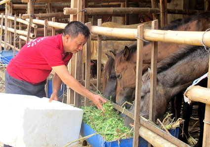 Ông Trịnh Văn Tiến đang chăm sóc đàn ngựa nuôi trong trang trại đặc sản của gia đình. Ảnh: Mai Lan.