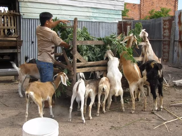 Dê là 1 trong những con đặc sản được nuôi trong trang trại đặc sản của gia đình ông Trịnh Văn Tiến và trong trang trại của nhiều hộ thành viên Tổ hợp tác "Sản xuất, tiêu thụ cây, con đặc sản". Ảnh: Tiến Lý.