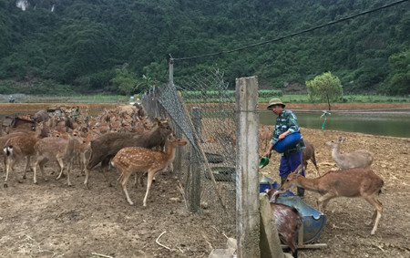 Nhân công đang chăm sóc đàn hươu nai tại trang trại đặc sản của ông Trịnh Văn Tiến. Ảnh: Hạnh Chi.