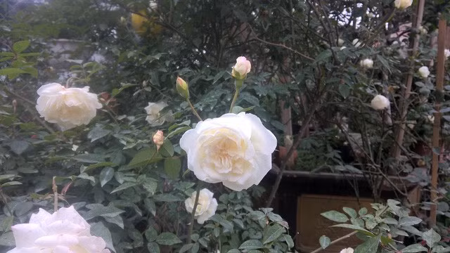 Hoa hồng ngoại Jeanne Moreau là giống có xuất xứ từ Pháp. Loại hoa này có giá từ 1,5 đến gần 2 triệu đồng/chậu. Hoa nhiều cánh, hương thơm vị chanh tạo cảm giác trang nhã trong gia đình.