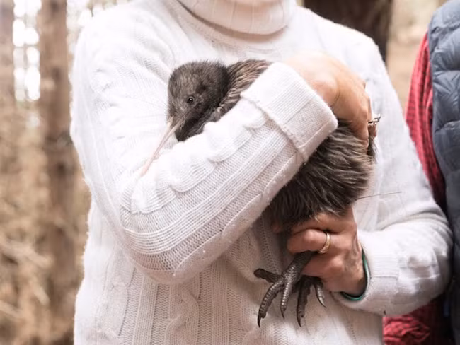 Sau khi chơi golf, du khách cũng có thể chơi cùng với chim kiwi, một trong những loài chim biểu tượng cho New Zealand.