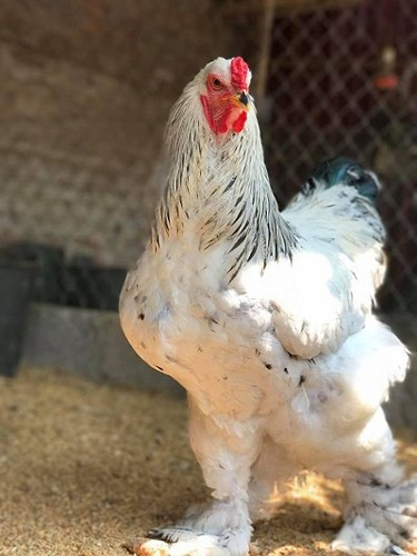  Gà khổng lồ có nguồn gốc từ Mỹ với tên gọi là Brahma. Loại gà này có trọng lượng siêu khủng, đạt 5,5-6kg/con lúc trưởng thành. Ảnh: Vietnamnet. 