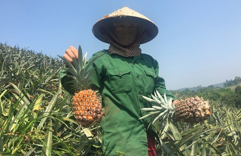 Các hộ trồng dứa ở Thanh Hoá đang bán dứa với giá 2.000 đồng/kg.