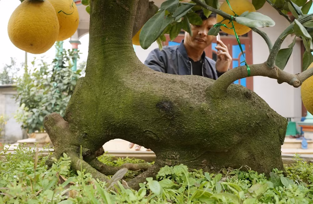 Gốc bưởi cổ thụ nhìn phía sau tạo thành phần "lưng trâu". 