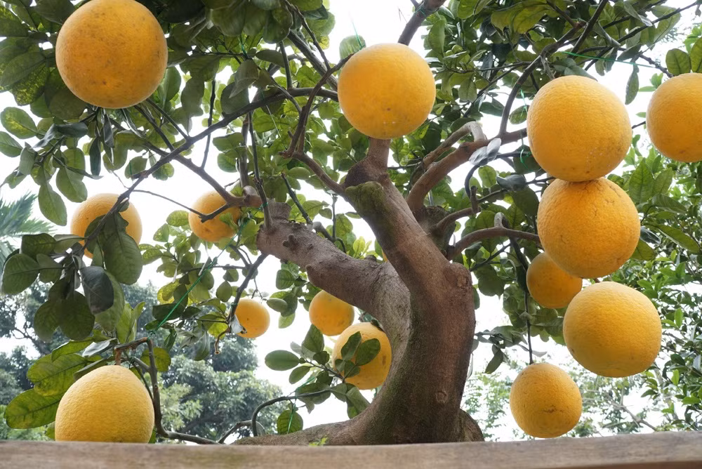 "Khi tôi mua đây chỉ là một gốc bình thường nhưng khi đào đất xung quanh ra thì nhìn gốc bưởi rất giống con trâu nằm. Cây bưởi này được chăm sóc công phu khoảng 5 năm nay và "rất thuần". Nói chung cả miền Bắc không có cây thứ 2", ông Tỉnh cho hay. 