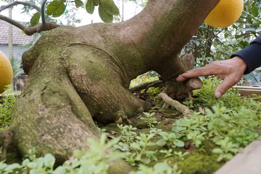 Bưởi cổ thụ dáng "trâu nằm" có đủ phần "chân trước". 