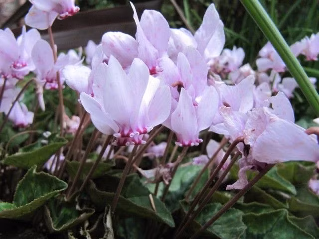 Hoa tiên anh thảo là loài hoa rất thích hợp với thời tiết mát mẻ, dịu dàng của mùa thu. Mùa thu chính là thời điểm tốt nhất để bắt đầu trồng loài hoa này.