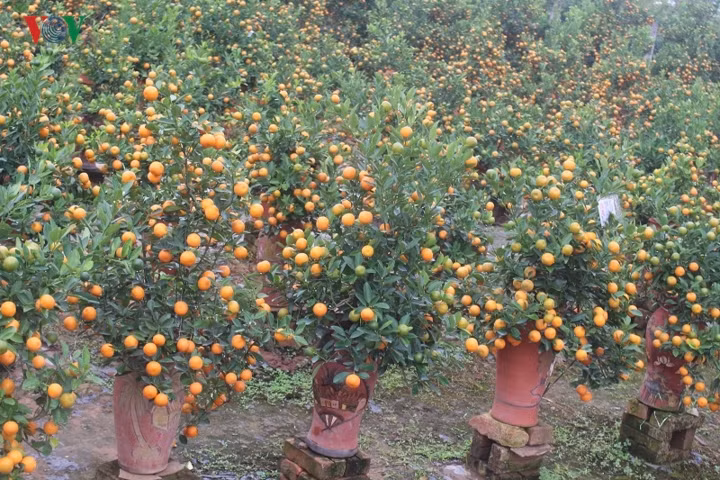 La mat voi nhung binh quat bonsai triu qua don Tet