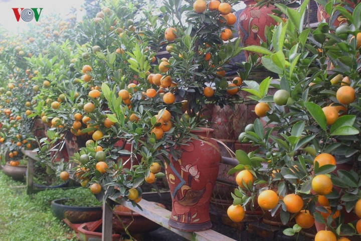 Giá của các bình quất bonsai cũng đa dạng tùy theo kiểu dáng, kích cỡ của cây. Theo đó, mỗi cây có giá dao động từ 500.000 đồng đến 4 triệu đồng, loại đắt nhất có thể trên 10 triệu đồng.