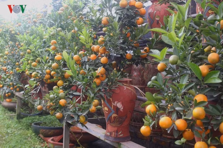 La mat voi nhung binh quat bonsai triu qua don Tet-Hinh-10