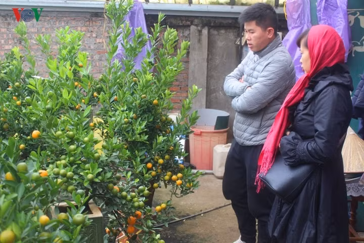 La mat voi nhung binh quat bonsai triu qua don Tet-Hinh-11