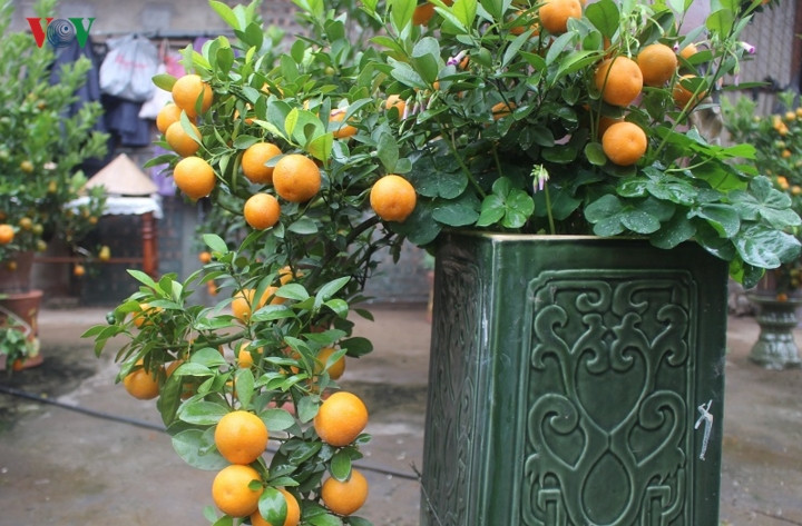 Quất bonsai được các nhà vườn tạo nhiều kiểu dáng như: Long giáng, phụng chầu, thác đổ…