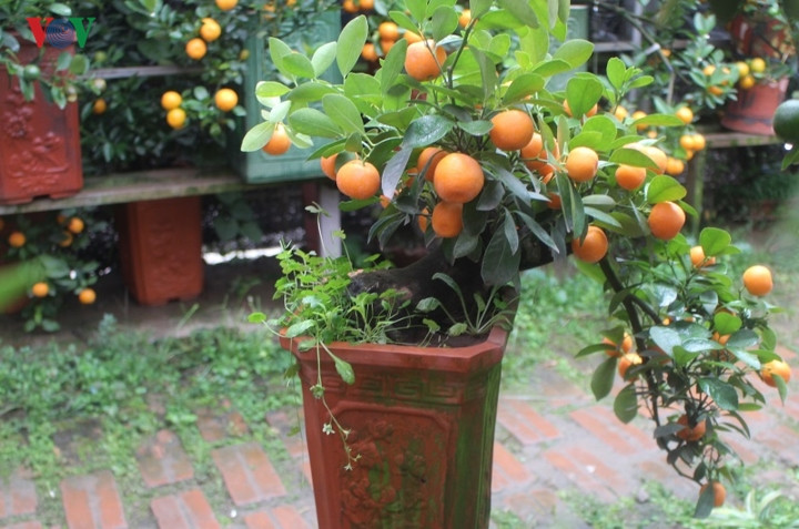 Quất bonsai trĩu quả, chín vàng đẹp mắt đã sẵn sàng phục vụ người chơi.