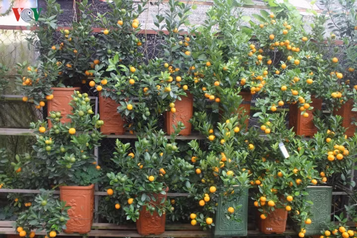 La mat voi nhung binh quat bonsai triu qua don Tet-Hinh-8