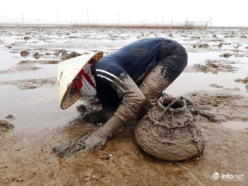 Việc bắt cá còi rất khó nhọc, nhưng những bàn tay vẫn nhoay nhoáy bốc bùn lên để bắt cá hết hốc này đến hốc khác không ngừng.