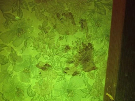 Muc an khong the tin noi cua ga trai giet ban gai-Hinh-5