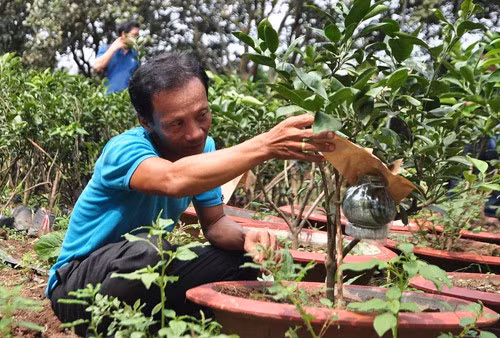 Ông Ngô Văn Sơn chăm sóc chậu bưởi bon sai. Ảnh: Hoàng Anh.