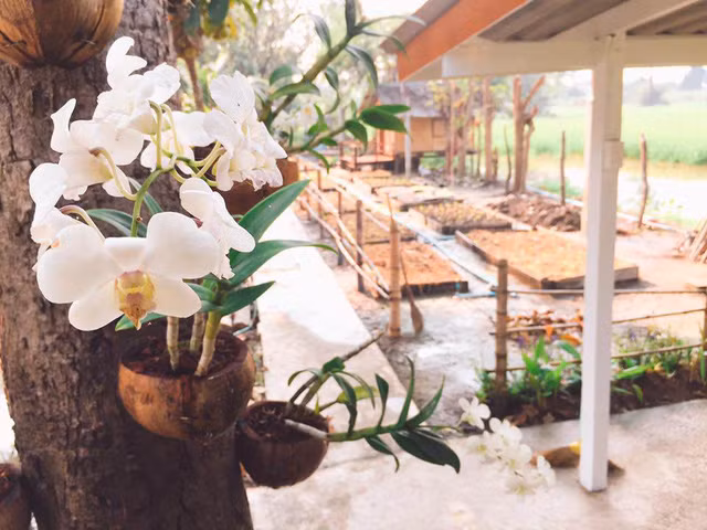 Khung cảnh quanh nhà vô cùng bình dị, dân dã đậm chất thôn quê.