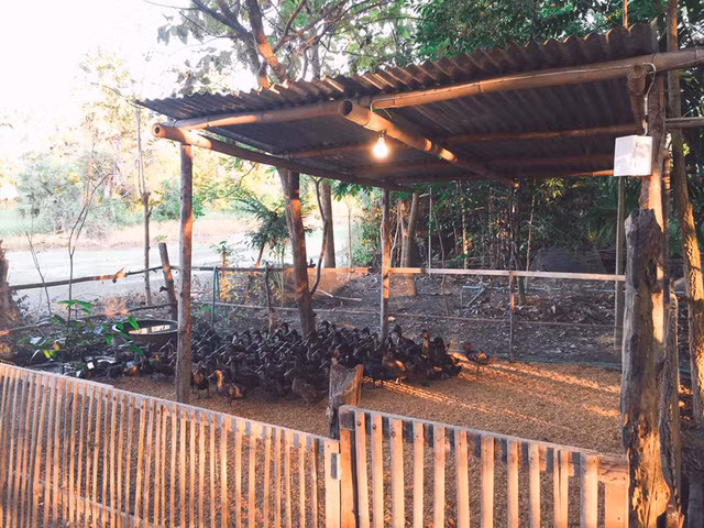 Nhà còn nuôi rất nhiều gà, vịt...