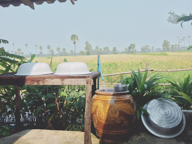 Cánh đồng lúa sau nhà trải dài ngút tầm mắt.