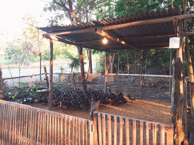 Nhà còn nuôi rất nhiều gà, vịt...