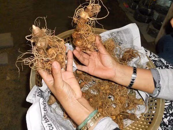 Sâm Ngọc Linh tươi có giá dao động trên thị trường từ 80-250 triệu đồng/kg.