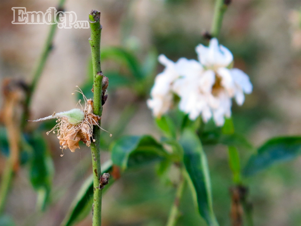 Dao tuyet tien trieu no hoa, dau qua vi thoi tiet nong bat thuong-Hinh-6