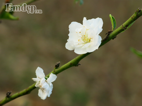 Dao tuyet tien trieu no hoa, dau qua vi thoi tiet nong bat thuong-Hinh-4