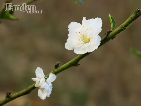 Dao tuyet tien trieu no hoa, dau qua vi thoi tiet nong bat thuong-Hinh-4