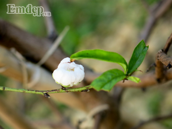 Dao tuyet tien trieu no hoa, dau qua vi thoi tiet nong bat thuong-Hinh-5