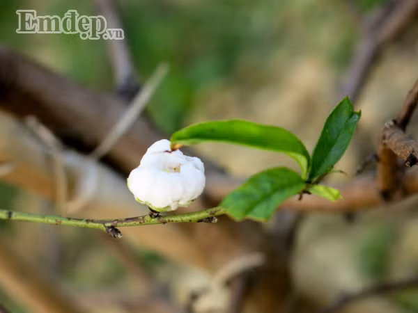 Dao tuyet tien trieu no hoa, dau qua vi thoi tiet nong bat thuong-Hinh-5