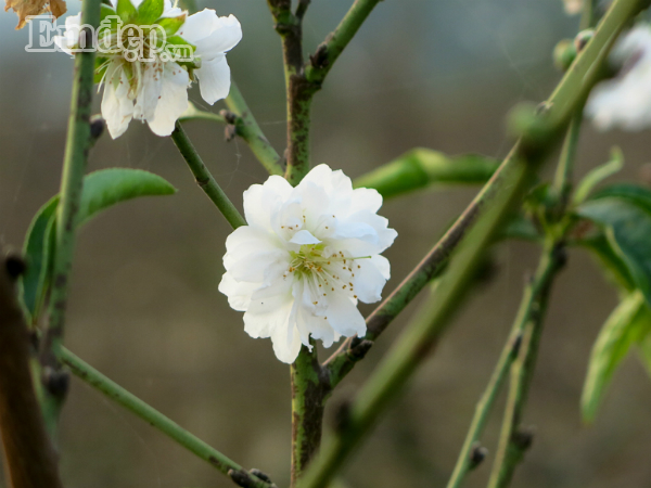 Dao tuyet tien trieu no hoa, dau qua vi thoi tiet nong bat thuong-Hinh-2
