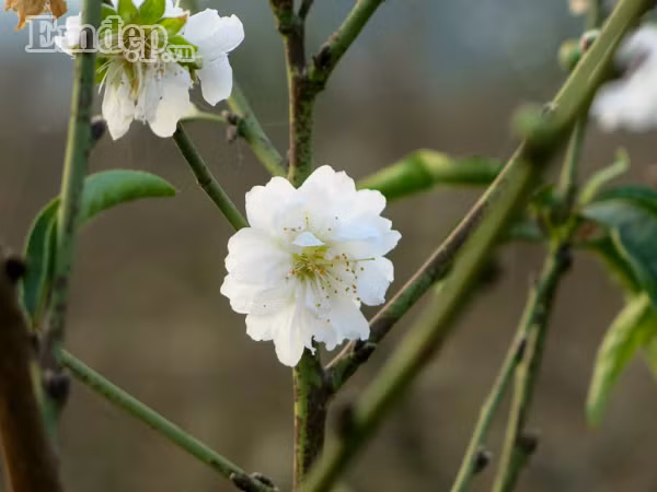Dao tuyet tien trieu no hoa, dau qua vi thoi tiet nong bat thuong-Hinh-2
