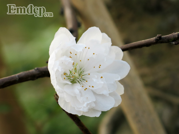 Dao tuyet tien trieu no hoa, dau qua vi thoi tiet nong bat thuong