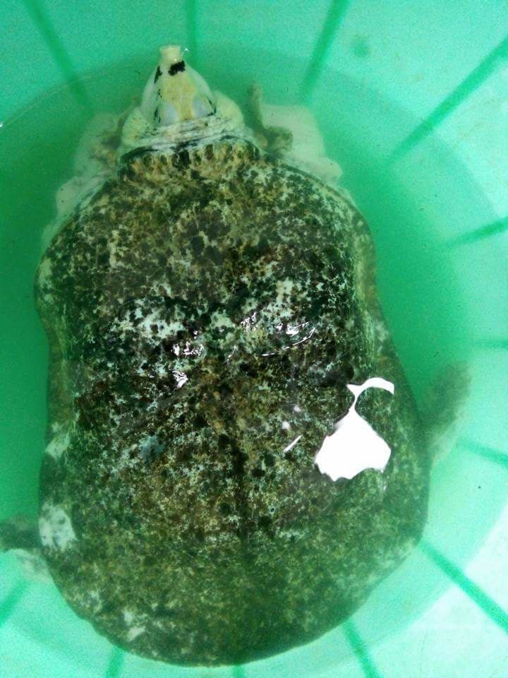 Sau khi bắt được ba ba "lạ", người câu ở Đắk Nông lập tức đăng tải trên mạng, rao bán với giá 50 triệu đồng không mặc cả. Tuy nhiên, sau đó, anh này hạ giá xuống 20 triệu đồng.