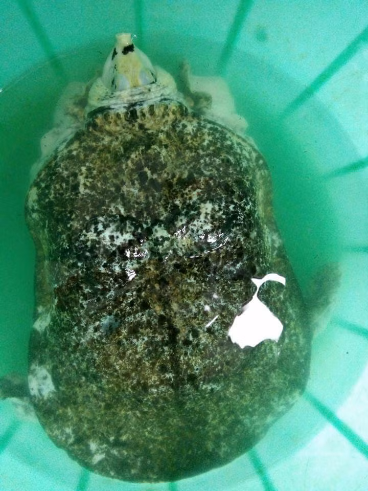 Sau khi bắt được ba ba "lạ", người câu ở Đắk Nông lập tức đăng tải trên mạng, rao bán với giá 50 triệu đồng không mặc cả. Tuy nhiên, sau đó, anh này hạ giá xuống 20 triệu đồng.