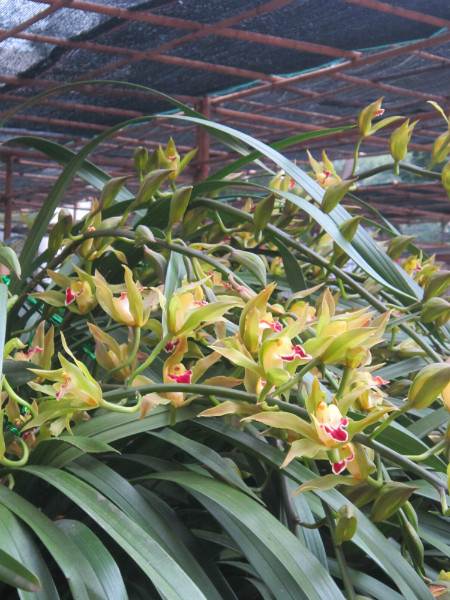 Địa lan Trần Mộng có hương thơm, bền hoa, cành lá xum xuê tượng trưng cho sự may mắn, thịnh vượng nên được nhiều đại gia săn lùng đặt hàng. Ảnh: I.T