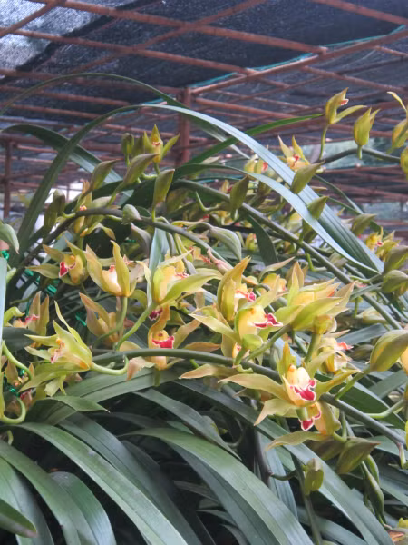 Địa lan Trần Mộng có hương thơm, bền hoa, cành lá xum xuê tượng trưng cho sự may mắn, thịnh vượng nên được nhiều đại gia săn lùng đặt hàng. Ảnh: I.T