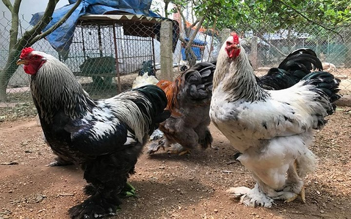 Để mua được một cặp gà trống mái loại này khá khó khăn vì chúng vẫn thuộc diện hàng hiếm, dù giá bán lên tới 35 triệu đồng/cặp. Ảnh: Vietnamnet 