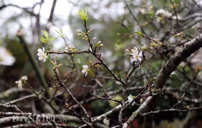 Hoa mận rừng thường có 5 cánh, màu trắng, nhỏ hơn hoa đào nhưng khiến giới sành chơi Hà thành mê mẩn vì vẻ đẹp trắng tinh khôi. 