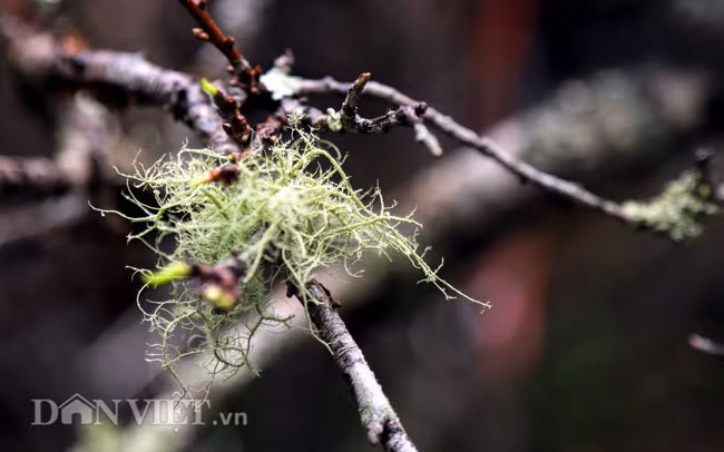 Một khóm rêu xanh còn bám vào cành mận rừng. 