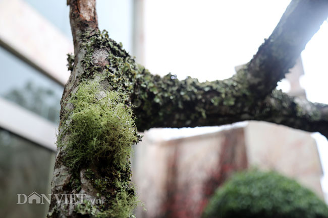 Man rung trang tinh khoi khien khach rut vi chuc trieu mua choi Tet-Hinh-5