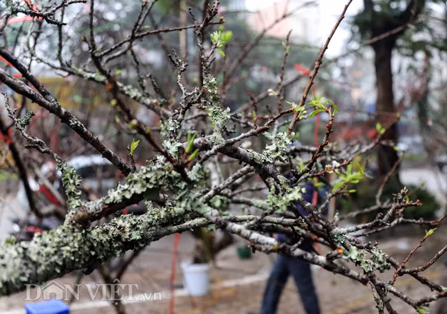 Đây là mận rừng được mua từ trên Sơn La, Lai Châu sau đó chở xuống Hà Nội bán Tết. Rất nhiều người đặt mua vì thấy lạ, độc đáo. Tôi mới chuyển xuống đây 2 ngày nhưng khách đã đến đặt mua khá nhiều, hiện chỉ còn vài cành nữa thôi", anh Hiếu nói. 