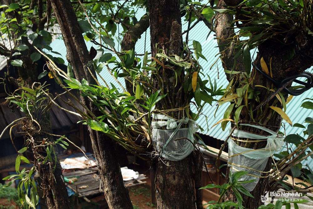 Trên những gốc lê rừng cổ thụ là những giò phong lan rừng. Ảnh: Hữu Vi. 