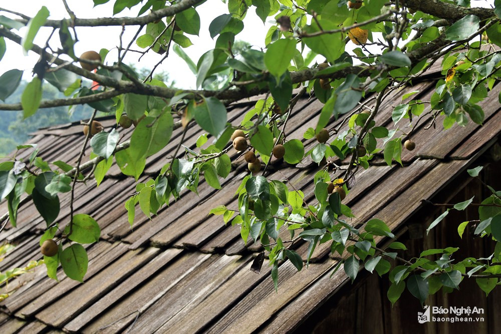 Những cành lê rừng sum suê phủ lên mái nhà lợp bằng gỗ sa mu của người Mông ở bản Huồi Giảng 3. Ảnh: Đào Thọ. 