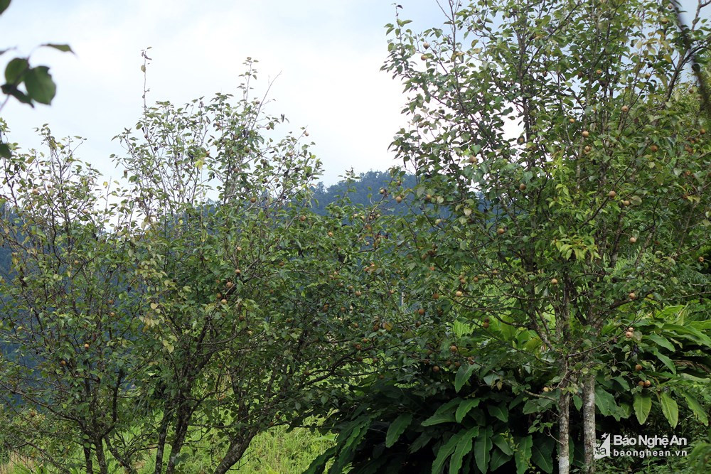 Theo các già làng người Mông, những cây lê rừng từ xa xưa đã được cha ông họ mang theo từ khi di cư sang vùng đất này, một số khác đưa giống từ Lào về. Ảnh: Hữu Vi. 