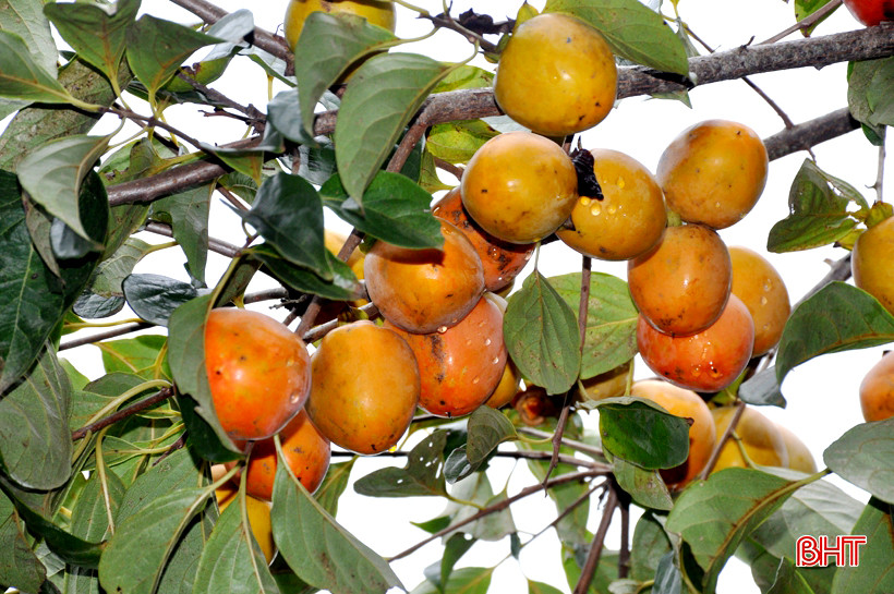 Cây hồng ít phải bón phân, phun thuốc.